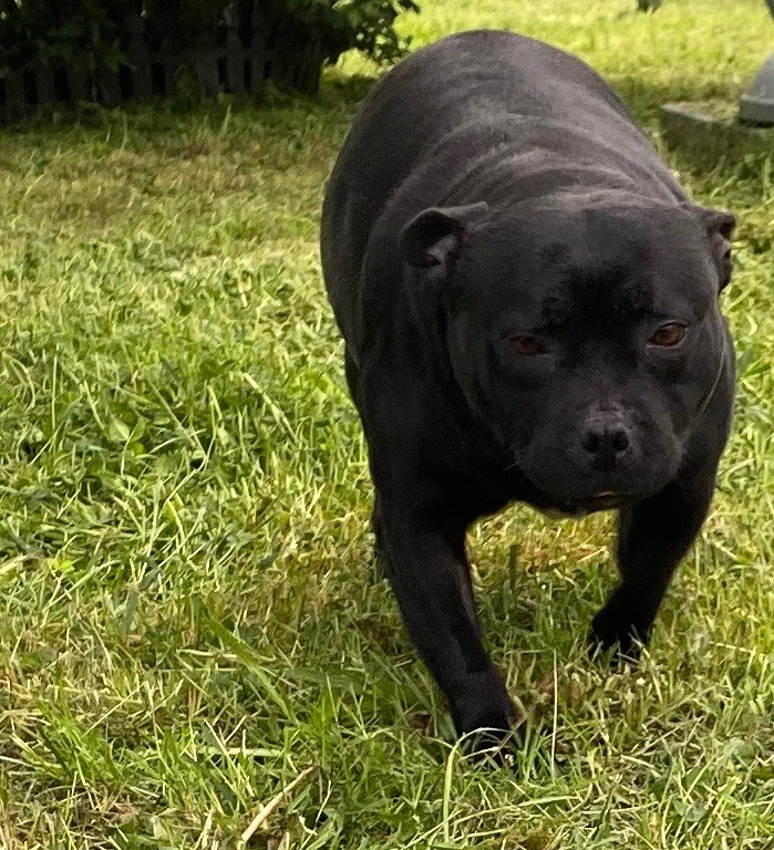 Mulan Killer Black