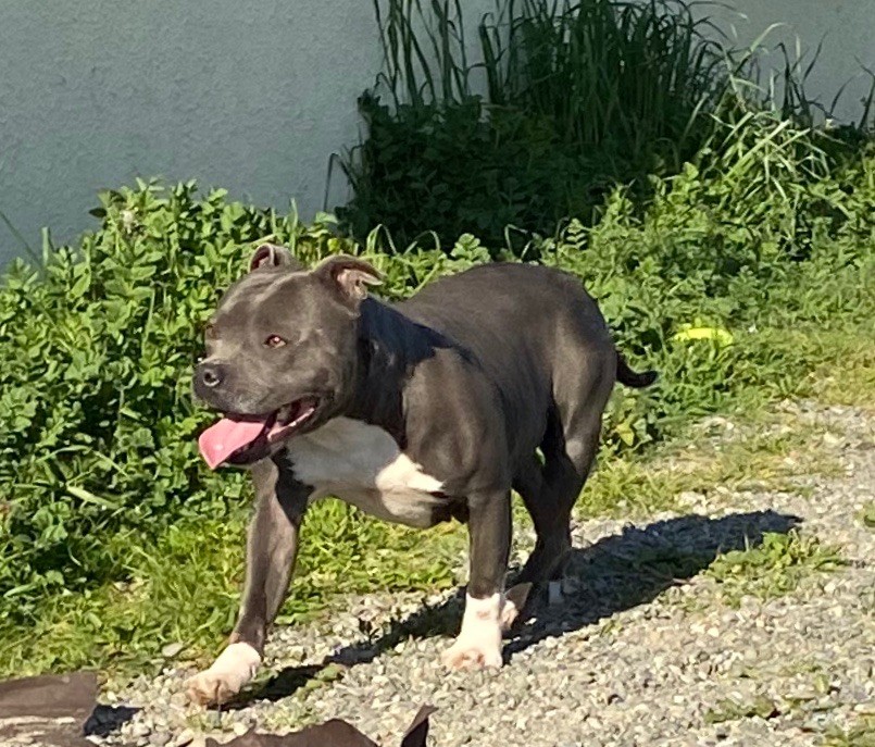 Nicki Du Domaine Du Doggy Dogs